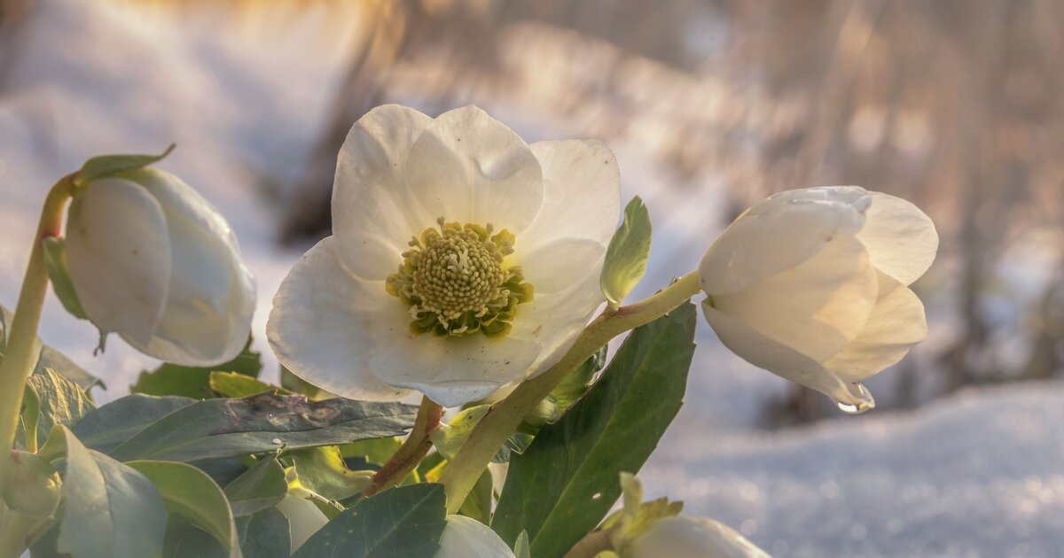 Christrose richtig pflegen Das Geheimnis für volle Blüten im Winter